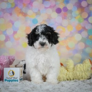 Toy Poodle Puppy for Sale