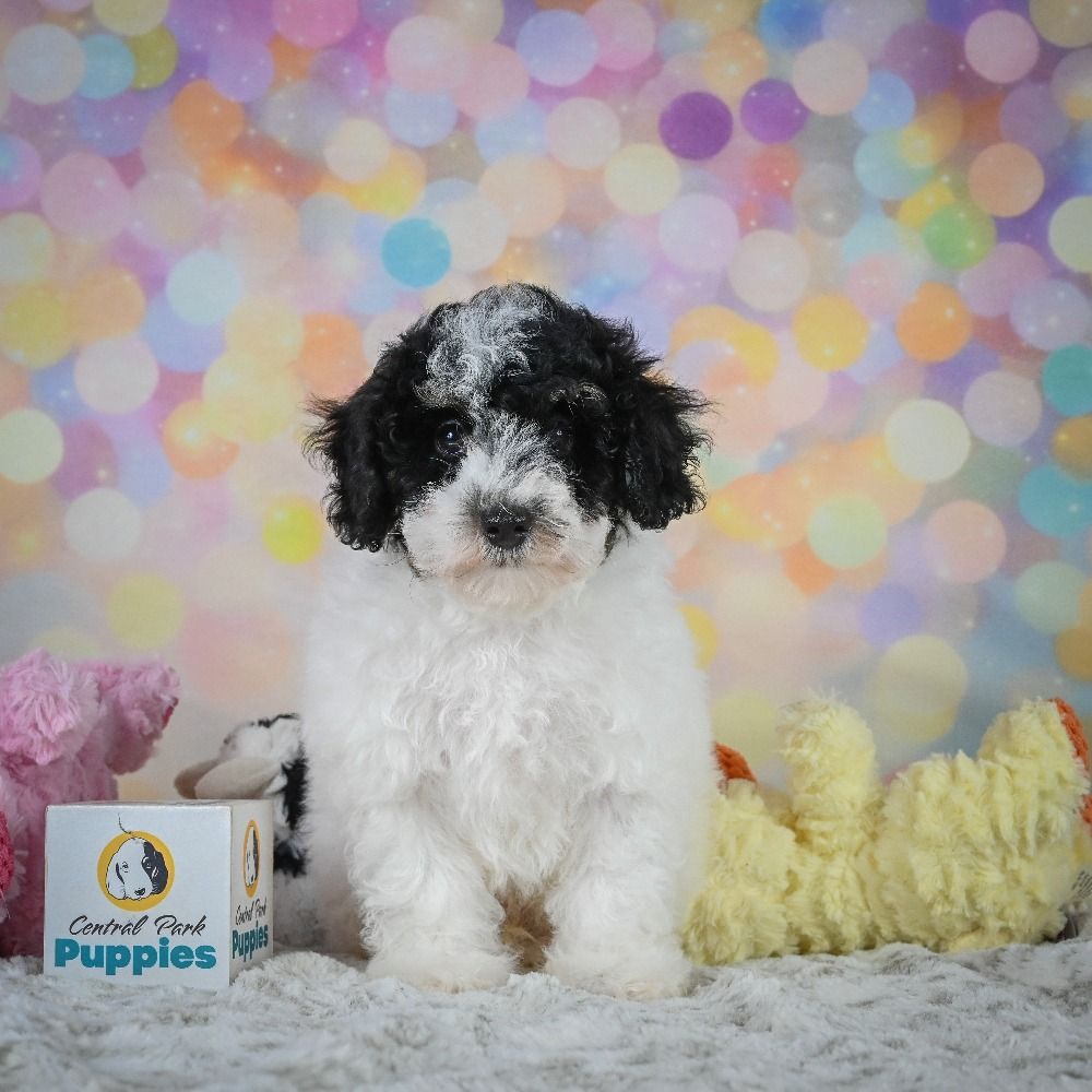 Toy Poodle Puppy for Sale in NYC