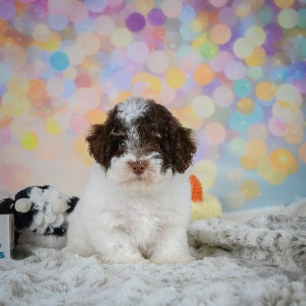 Toy Poodle Puppy for Sale