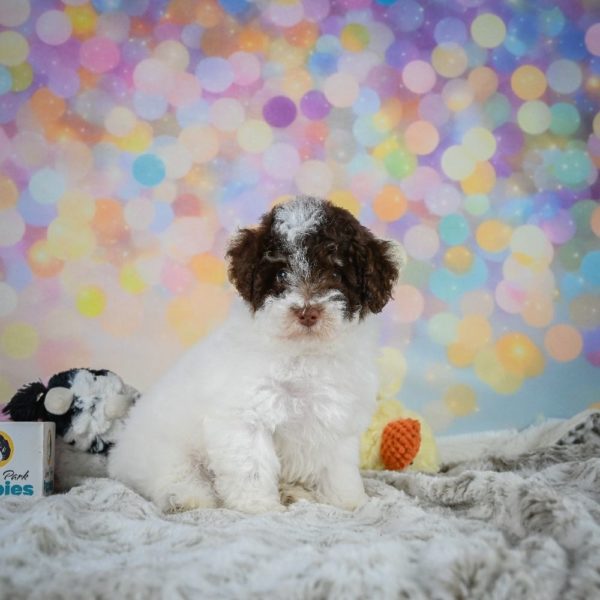 Toy Poodle Puppy for Sale