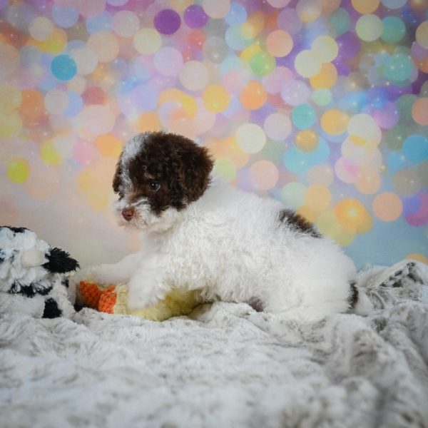 Toy Poodle Puppy for Sale