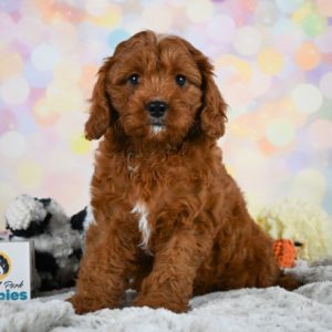 F1 Cavapoo Puppy for Sale