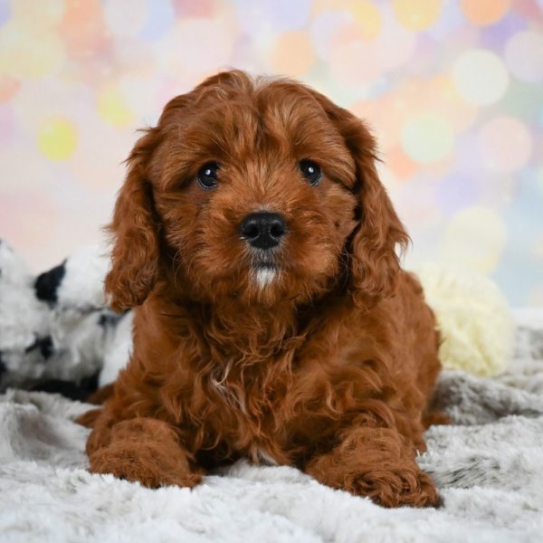 F1 Cavapoo Puppy for Sale