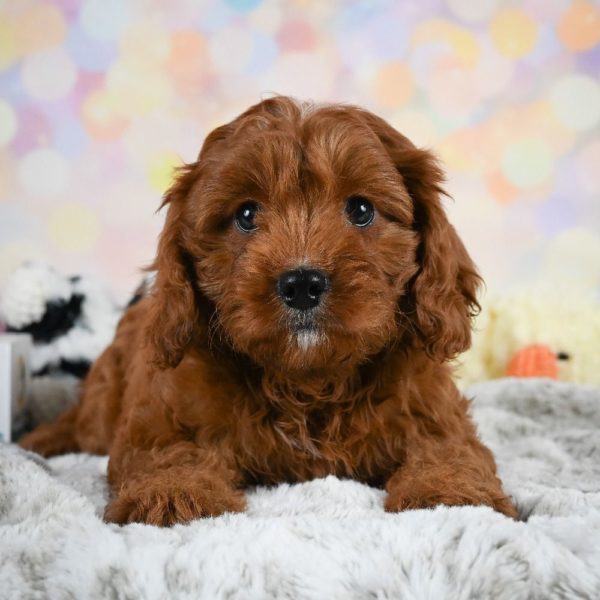 F1 Cavapoo Puppy for Sale