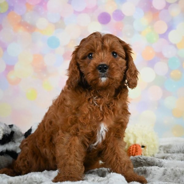 F1 Cavapoo Puppy for Sale