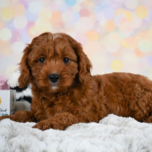 F1 Cavapoo Puppy for Sale