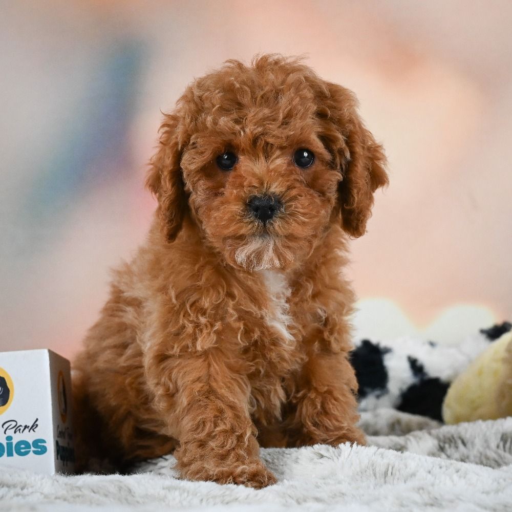 F1b Cavapoo Puppy for Sale in NYC