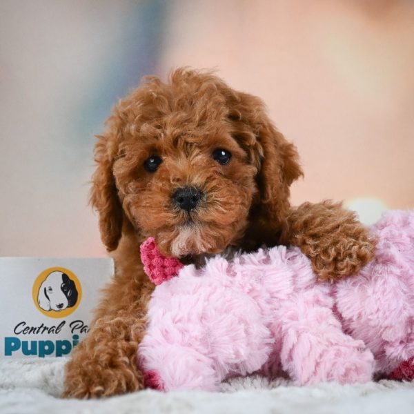 F1b Cavapoo Puppy for Sale