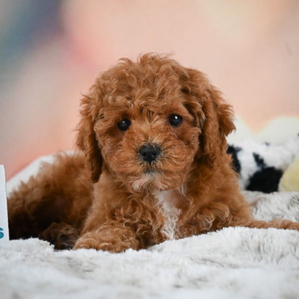 F1b Cavapoo Puppy for Sale