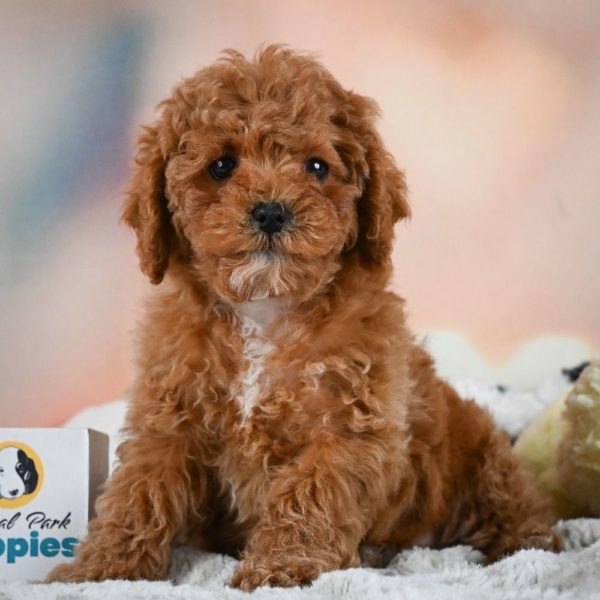 F1b Cavapoo Puppy for Sale