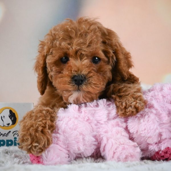 F1b Cavapoo Puppy for Sale