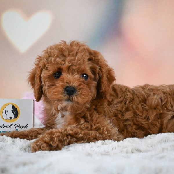 F1b Cavapoo Puppy for Sale