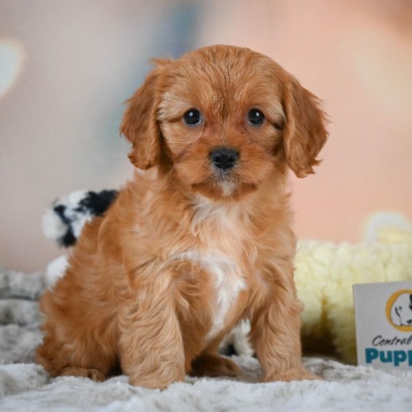 F1 Cavapoo Puppy for Sale