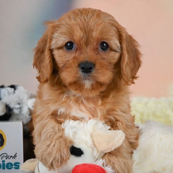 F1 Cavapoo Puppy for Sale