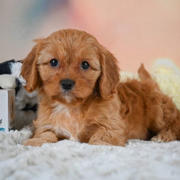 F1 Cavapoo Puppy for Sale