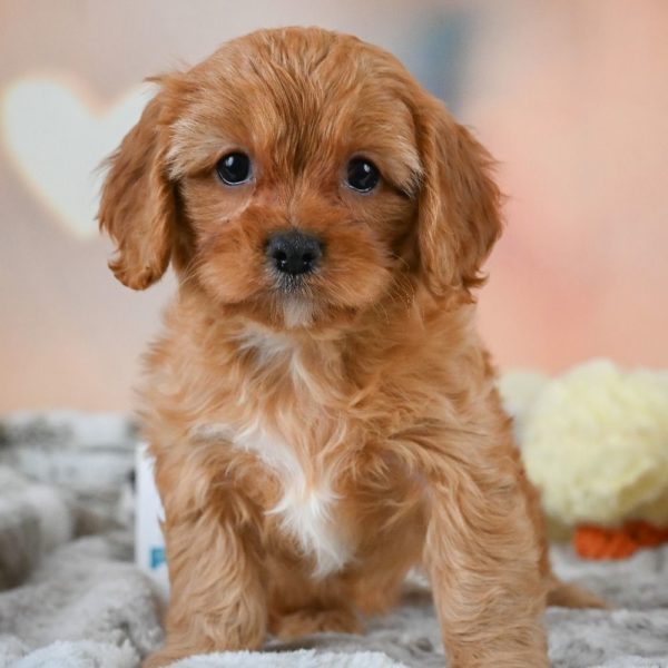 F1 Cavapoo Puppy for Sale