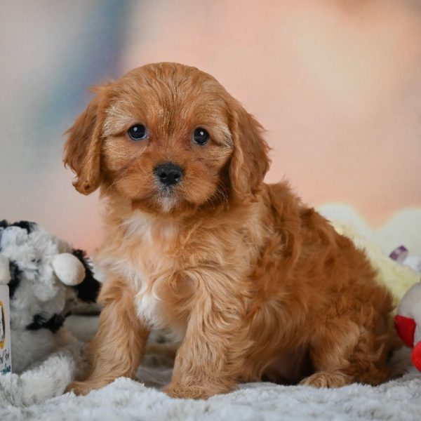 F1 Cavapoo Puppy for Sale