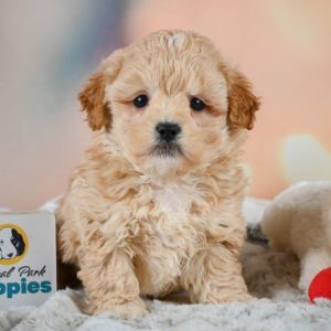 F1 Shihpoo Puppy for Sale