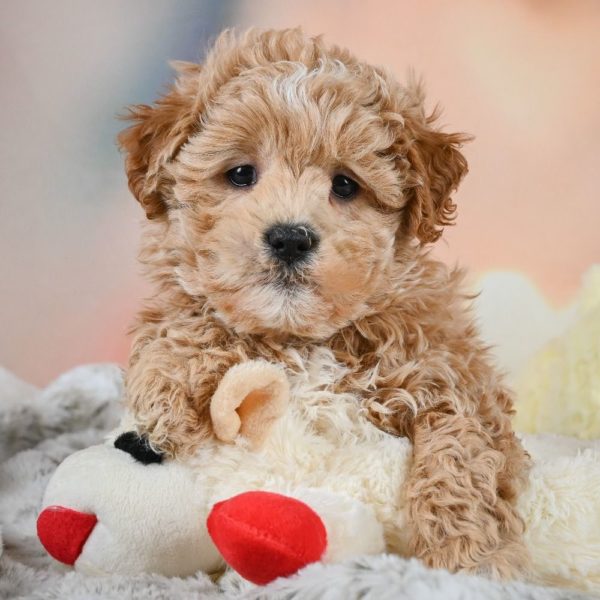 F1 Shihpoo Puppy for Sale