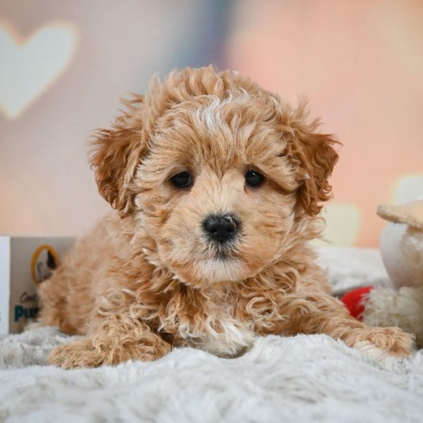 F1 Shihpoo Puppy for Sale