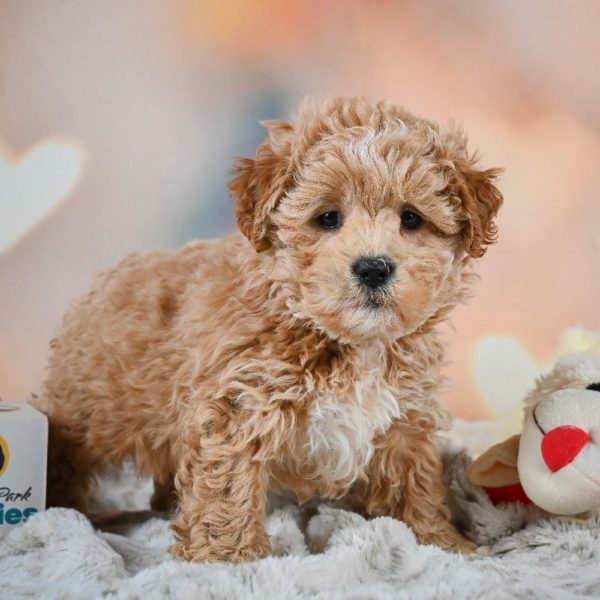 F1 Shihpoo Puppy for Sale