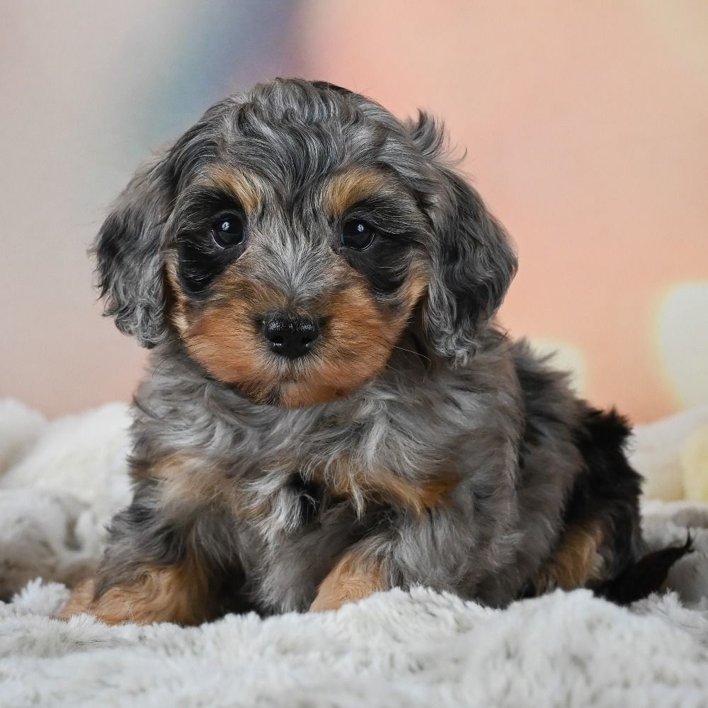 F1b Cockapoo Puppy for Sale in NYC