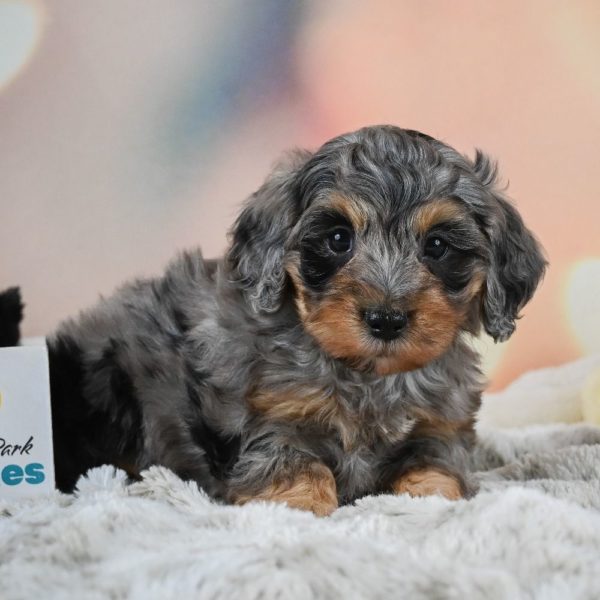 F1b Cockapoo Puppy for Sale