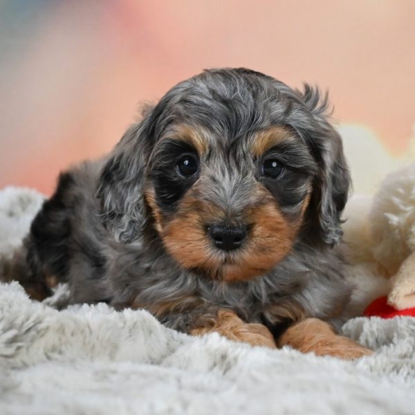 F1b Cockapoo Puppy for Sale