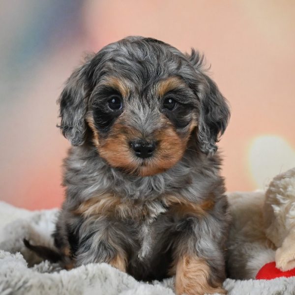 F1b Cockapoo Puppy for Sale