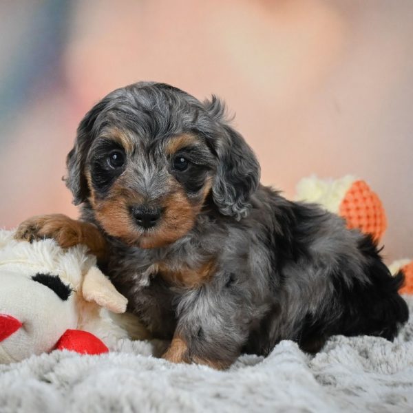 F1b Cockapoo Puppy for Sale