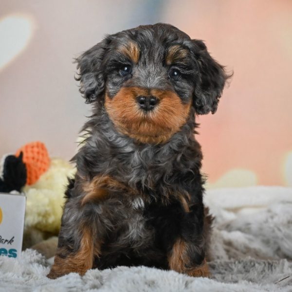 F1b Cockapoo Puppy for Sale