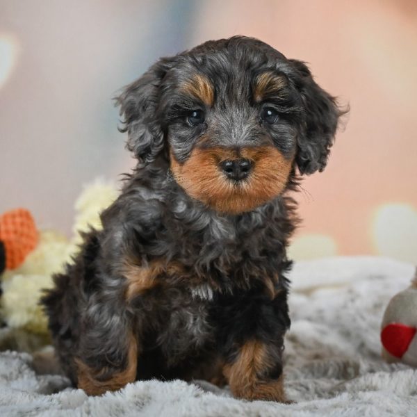 F1b Cockapoo Puppy for Sale