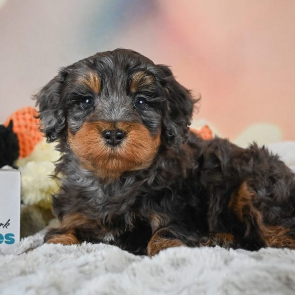 F1b Cockapoo Puppy for Sale