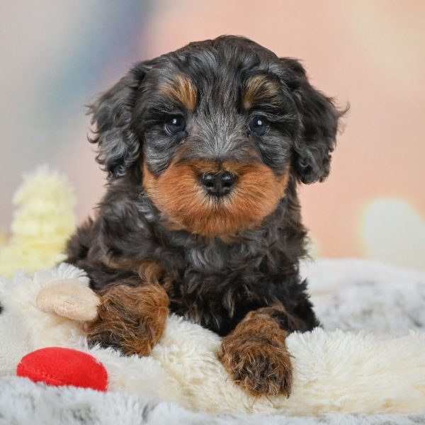 F1b Cockapoo Puppy for Sale