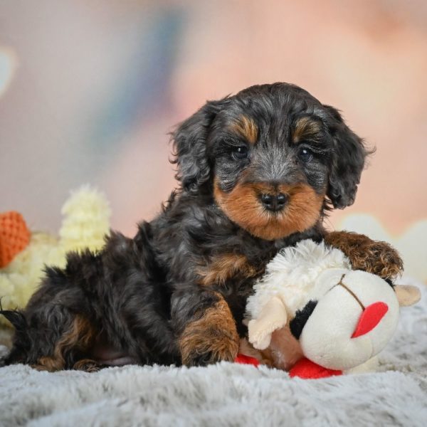 F1b Cockapoo Puppy for Sale