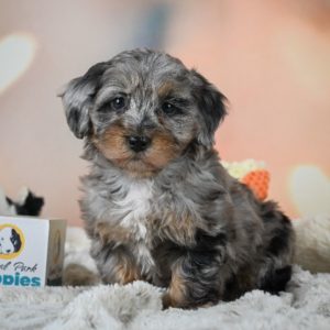 F1b Cockapoo Puppy for Sale