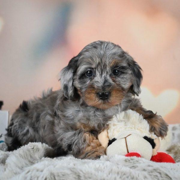 F1b Cockapoo Puppy for Sale