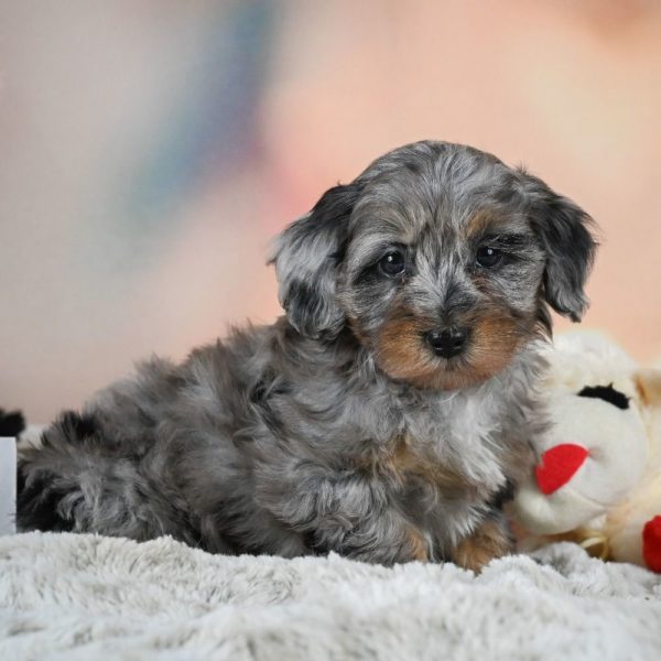 F1b Cockapoo Puppy for Sale