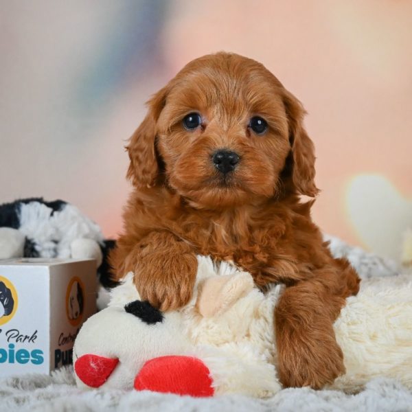 F1b Cavapoo Puppy for Sale