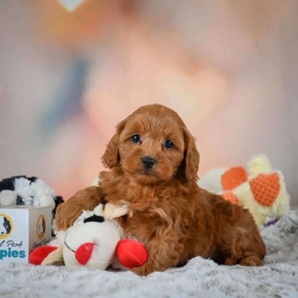 F1b Cavapoo Puppy for Sale