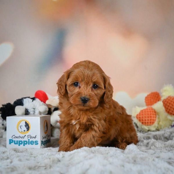 F1b Cavapoo Puppy for Sale