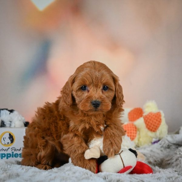 F1b Cavapoo Puppy for Sale