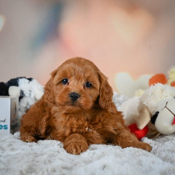 F1b Cavapoo Puppy for Sale