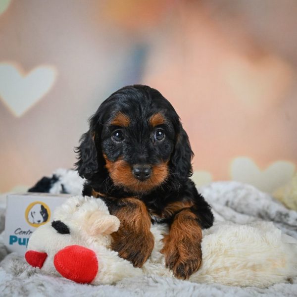 F1b Cavapoo Puppy for Sale