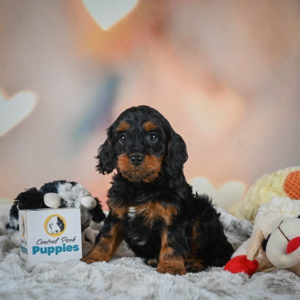 F1b Cavapoo Puppy for Sale