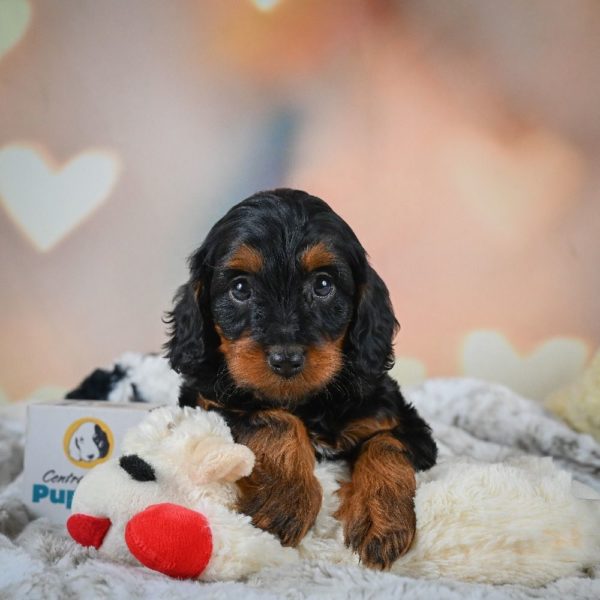 F1b Cavapoo Puppy for Sale