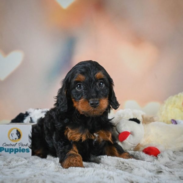 F1b Cavapoo Puppy for Sale