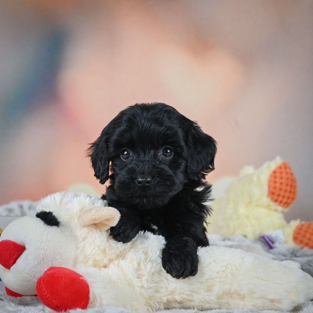 F1b Cavapoo Puppy for Sale in NYC