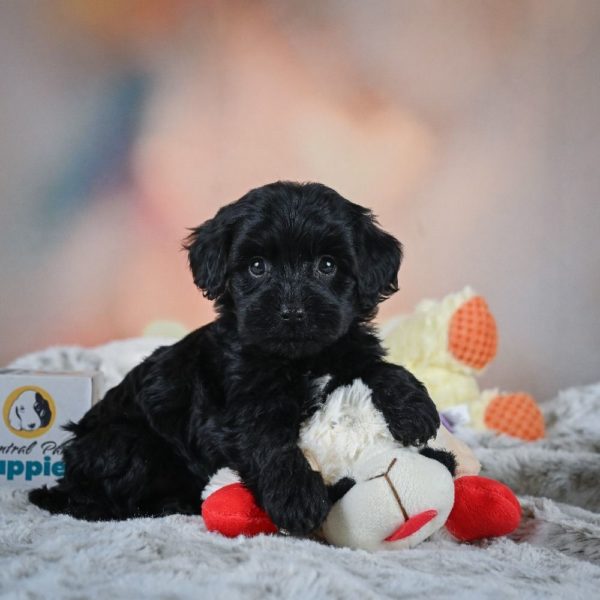 F1b Cavapoo Puppy for Sale