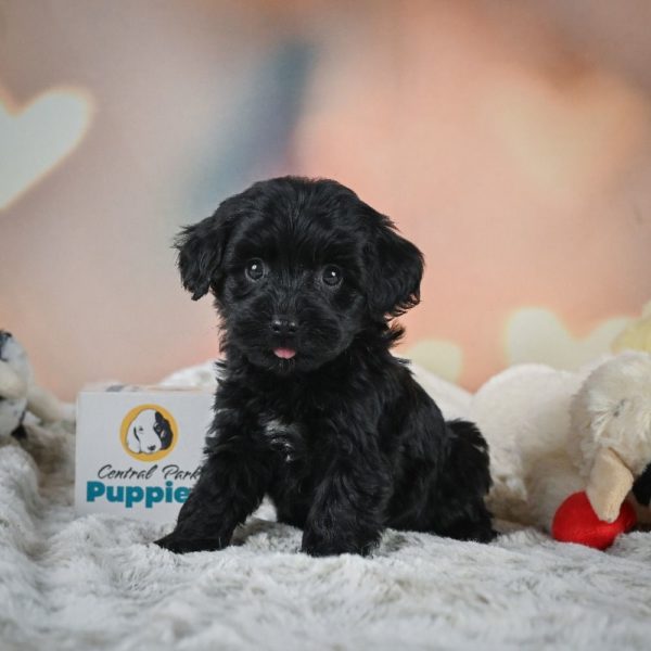 F1b Cavapoo Puppy for Sale